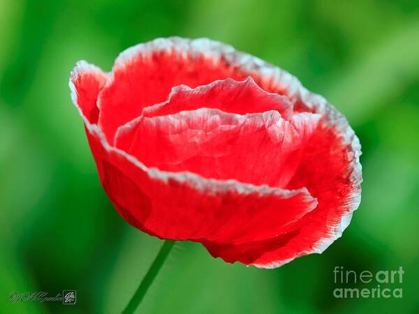 Mccombie Poster featuring the photograph Iceland Poppy from the Garden Gnome Mix #5 by J McCombie