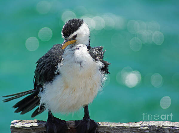 Little Pied Cormorant Poster featuring the photograph Little Pied Cormorant I by Cassandra Buckley