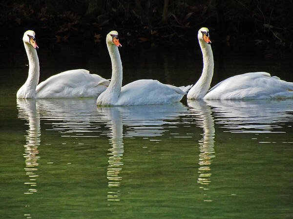 Swans Poster featuring the photograph Look Over There #2 by Judy Wanamaker
