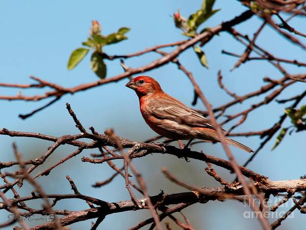 Mccombie Poster featuring the photograph Male House Finch #4 by J McCombie