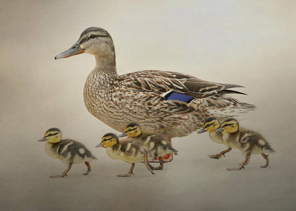 Baby Mallards Poster featuring the photograph March Of The Ducklings #1 by Fraida Gutovich