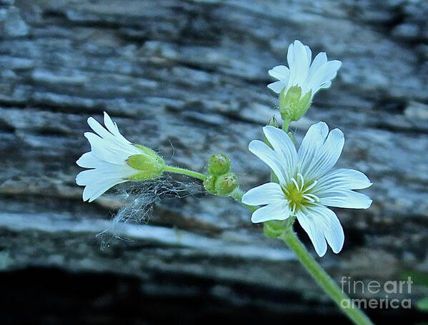 Mouse Eared Chickweed Poster featuring the photograph Mouse-Eared Chickweed #1 by Ann E Robson