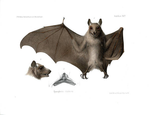 Peters's Epauletted Fruit Bat Poster featuring the drawing Peters's epauletted fruit bat #2 by Hugo Troschel