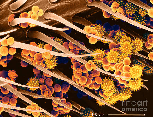 Pollen Poster featuring the photograph Pollen On A Bee, Sem #1 by Biophoto Associates