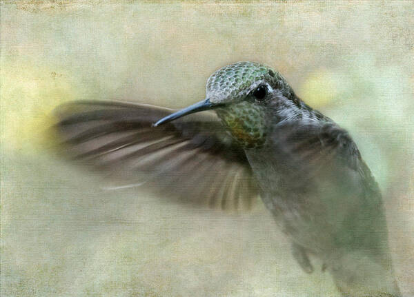 Hummingbird Poster featuring the photograph Pretty Lady #1 by Angie Vogel