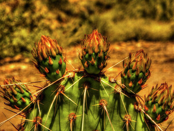 Arizona Poster featuring the photograph Prickly Pear Cactus #1 by Roger Passman