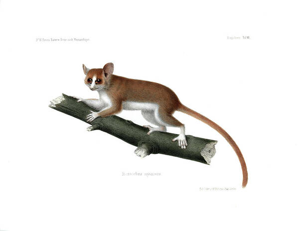 Pygmy Mouse Lemur Poster featuring the drawing Pygmy Mouse Lemur #1 by Hugo Troschel