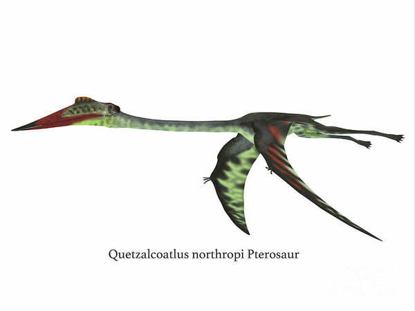 Quetzalcoatlus Poster featuring the digital art Quetzalcoatlus Wings Down #1 by Corey Ford