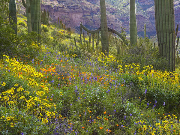 00175594 Poster featuring the photograph Saguaro Amid Flowering Lupine #1 by Tim Fitzharris