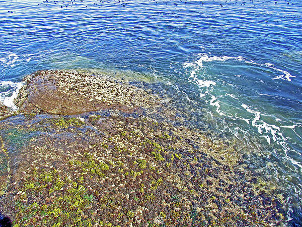 Sea Life On The Rocks In Salt Creek Recreation Area Poster featuring the photograph Sea Life on the Rocks in Salt Creek Recreation Area on Olympic Peninsula, Washington #1 by Ruth Hager
