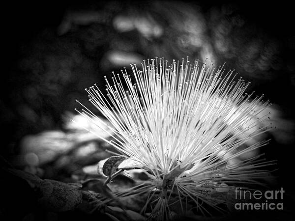 Flower Poster featuring the photograph Spiked by Onedayoneimage Photography