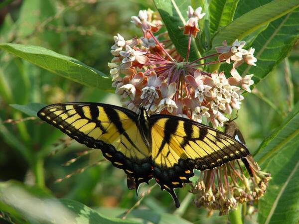 Butterfly Poster featuring the photograph Eastern Swallowtail by Carl Moore