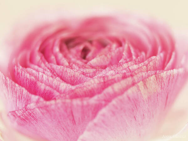 Pink Poster featuring the photograph Pink Ranunculus by Anne Geddes