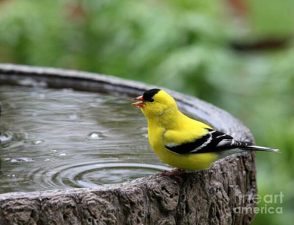Nature Poster featuring the photograph American Goldfinch #2 by Jack R Brock