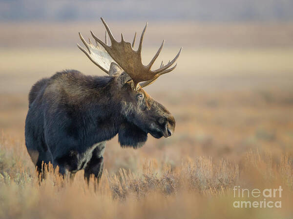 Moose Poster featuring the photograph Bull Moose #2 by Brad Schwarm