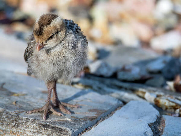 Gambel's Poster featuring the photograph Gambel's Quail Chick 9833 #2 by Tam Ryan