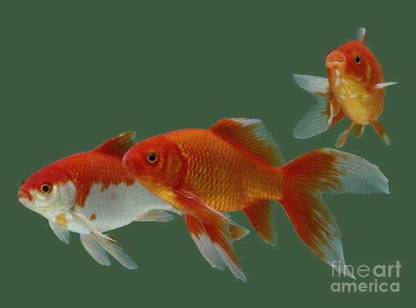 Animal Poster featuring the photograph Goldfish #2 by Jane Burton