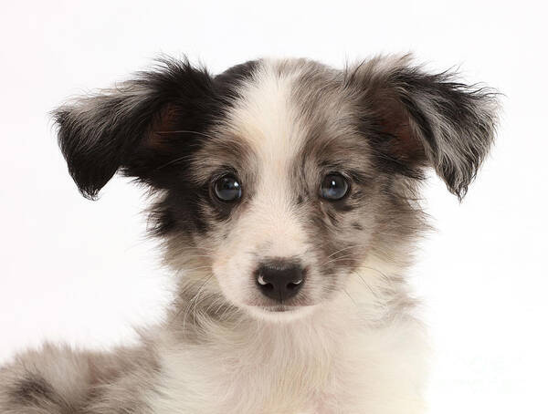 Mini American Shepherd Puppy Poster featuring the photograph Mini American Shepherd Puppy #2 by Mark Taylor