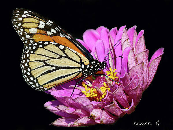 Monarch On Zinnia Poster featuring the photograph Monarch on Zinnia #2 by Diane Giurco