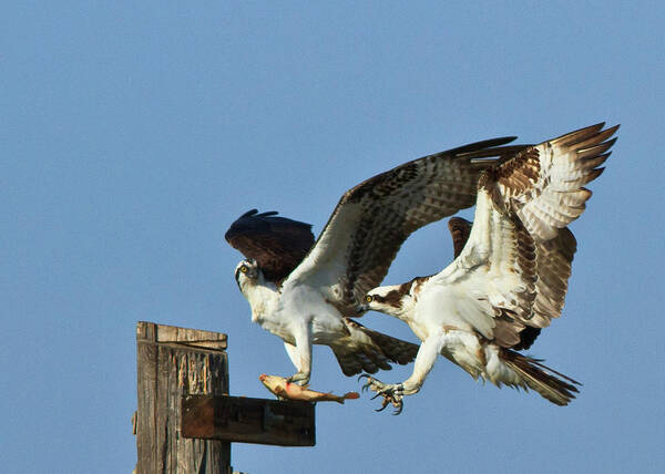 Osprey Poster featuring the photograph Osprey #2 by Carl Jackson