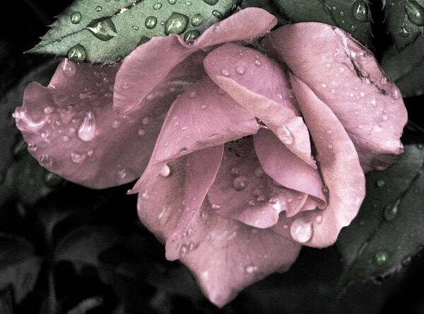 Mauve Roses Poster featuring the photograph Raindrops On Roses #2 by Angela Davies