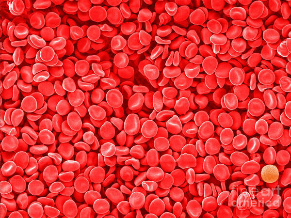 Red Blood Cells Poster featuring the photograph Red Blood Cells, Sem #2 by Scimat