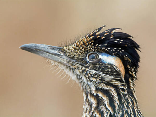 Roadrunner Poster featuring the photograph Roadrunner #2 by Tam Ryan