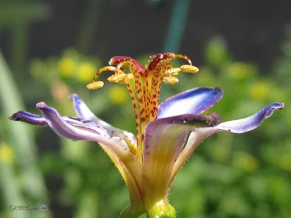 Tricyrtis Poster featuring the photograph Tricyrtis named Taipei Silk #2 by J McCombie