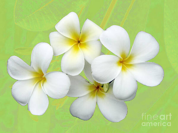 Flower Poster featuring the photograph Tropical Frangrapani #4 by Karen Lewis