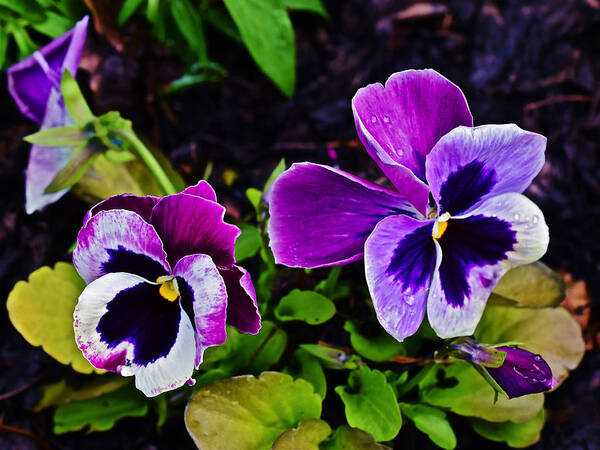 Pansies Poster featuring the photograph 2015 Spring at Olbrich Gardens Violet Pansies by Janis Senungetuk