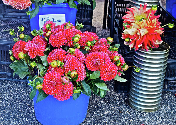 Dahllias Poster featuring the photograph 2016 Monona Farmer's Market Blue Bucket of Dahlias by Janis Senungetuk