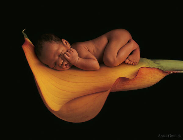 Calla Lily Poster featuring the photograph Sleeping on a Calla Lily by Anne Geddes