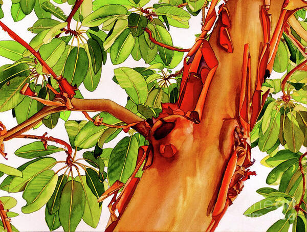 Arbutus Menziesii Poster featuring the painting #249 Madrone #249 by William Lum