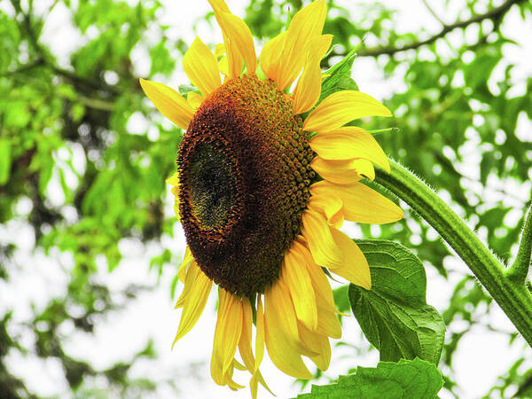 Sunflower Poster featuring the photograph Sunflower #3 by Cesar Vieira