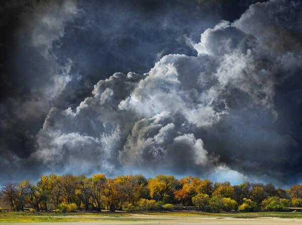 Trees Poster featuring the photograph 3985 by Peter Holme III