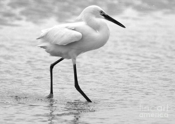  Poster featuring the photograph Egret in Black and White #4 by Angela Rath