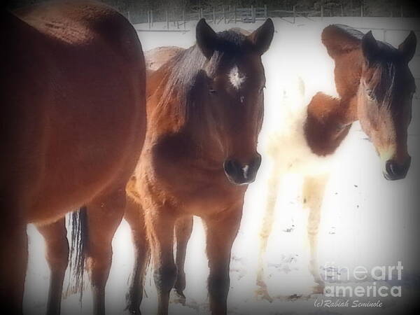 Horses Poster featuring the photograph Friends #4 by Rabiah Seminole