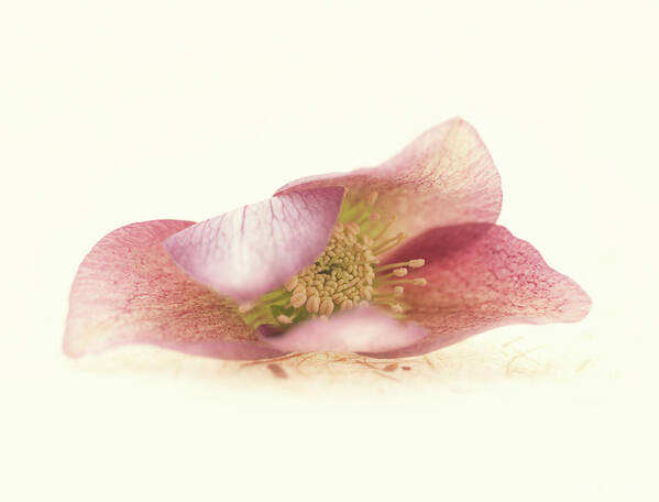 Flower Poster featuring the photograph Hellebore Bud by Anne Geddes