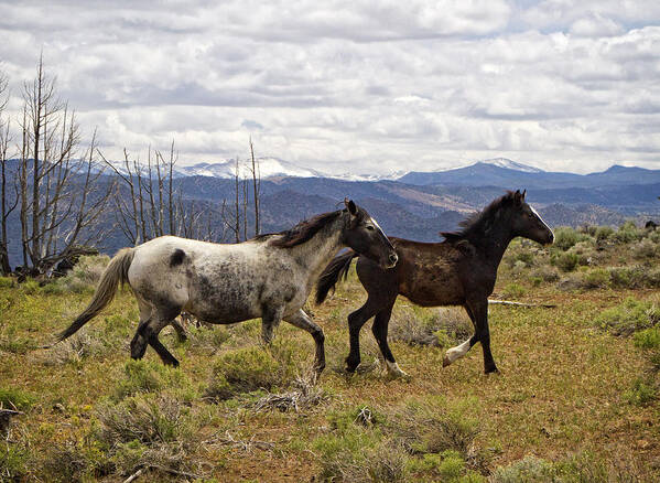 Horses Poster featuring the photograph Wild Mustang Horses #4 by Waterdancer 