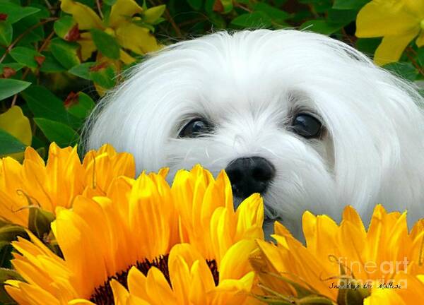 maltese Dog Poster featuring the photograph Snowdrop the Maltese #7 by Morag Bates