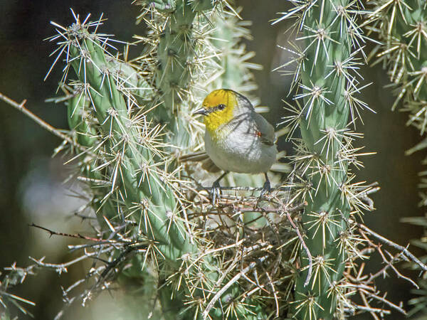 Verdin Poster featuring the photograph Verdin #8 by Tam Ryan