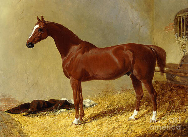 Horse Poster featuring the painting A Bay Racehorse in a Stall, 1843 by John Frederick Herring Snr