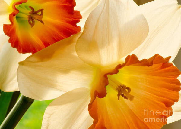 Oregon Poster featuring the photograph A Full Frame Of Daffy's by Nick Boren