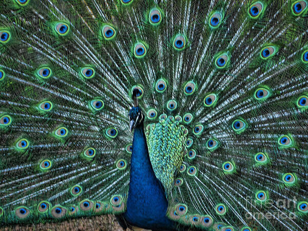 Peacock Poster featuring the photograph A Glory to the Eyes by Brenda Kean