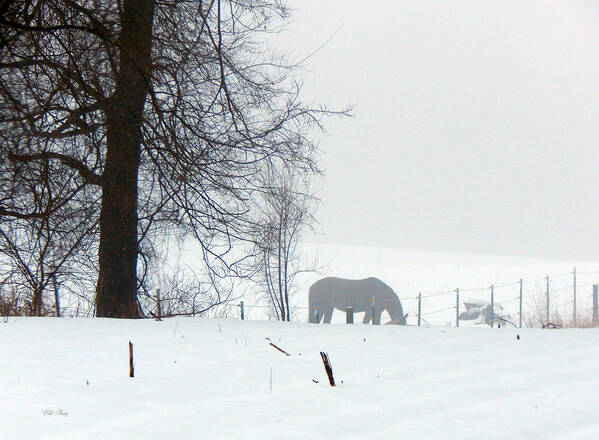 Winter Poster featuring the photograph A Horse of a Different Color by Wild Thing