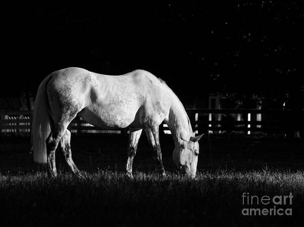 Horse Poster featuring the photograph A June Light by Rachel Morrison