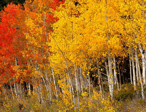 Aspens Poster featuring the photograph A Place in the Aspen Forest by Tim Reaves