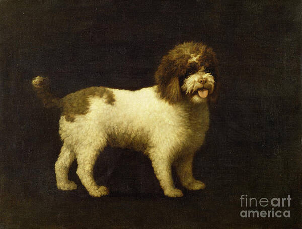 Water Poster featuring the painting A Water Spaniel by George Stubbs
