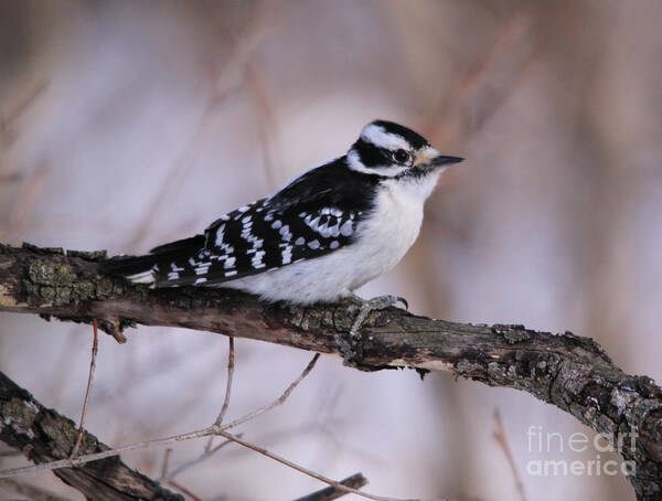 Branches Poster featuring the photograph Adult Female Downy Woodpecker by Cathy Beharriell