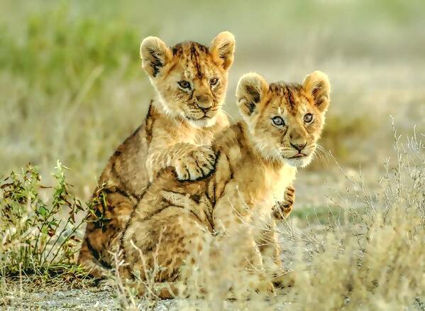 Lion Poster featuring the painting African Lion Cubs by Maciek Froncisz